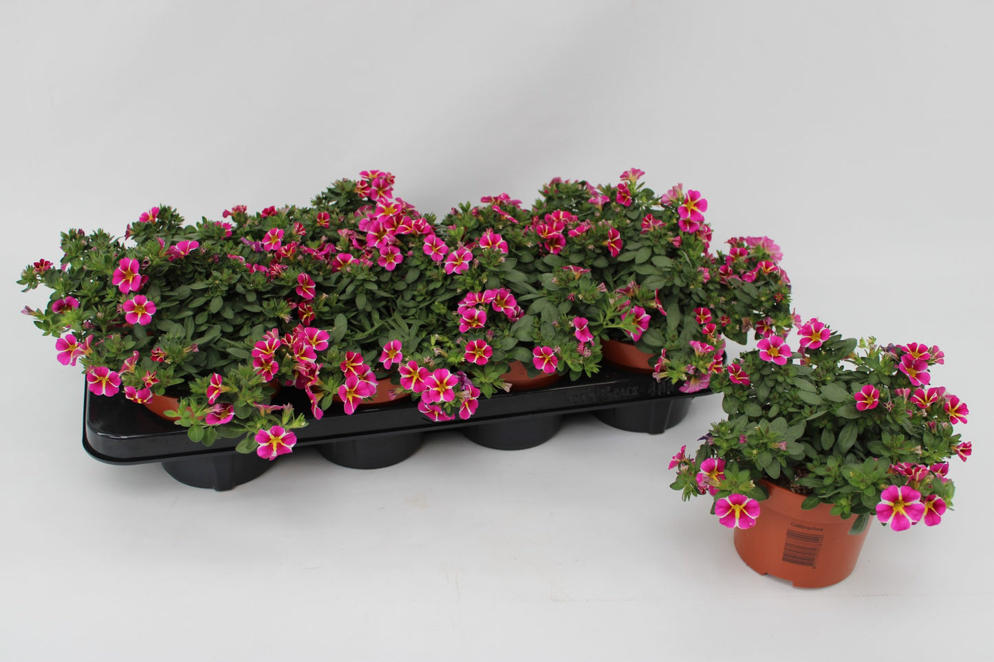 Calibrachoa Rave Pink Striped 15cm 13cm Pot
