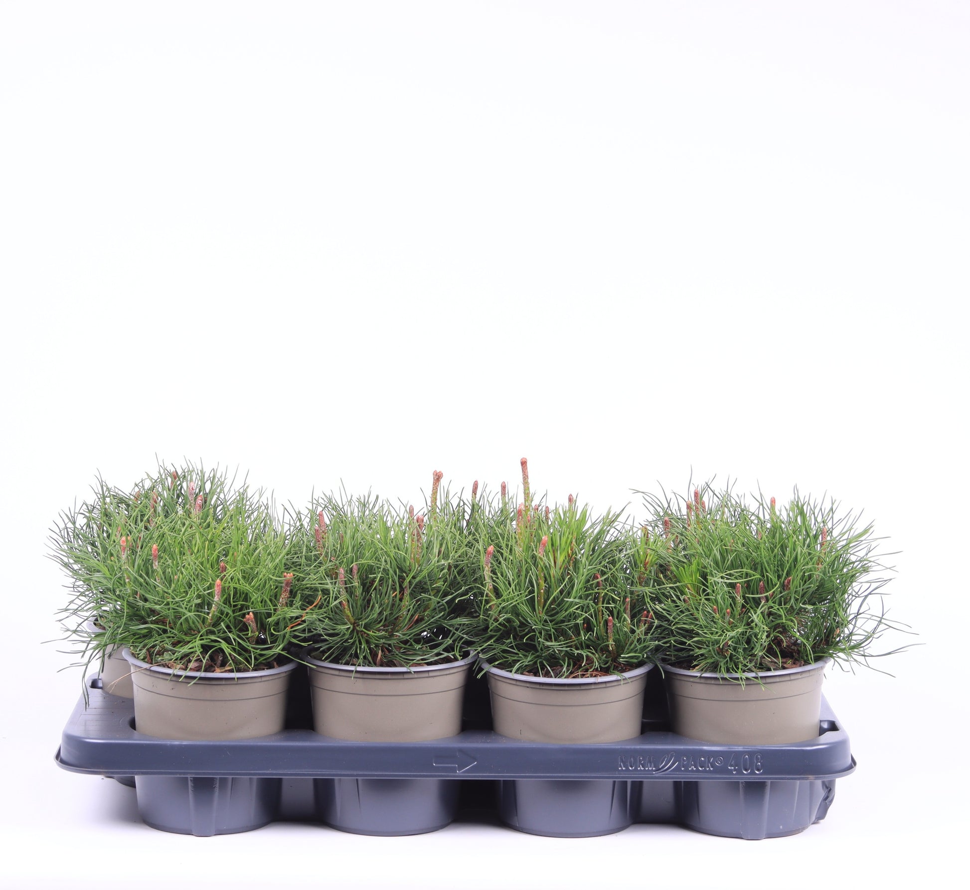 Pinus mugo Mughus 15cm 13cm Pot