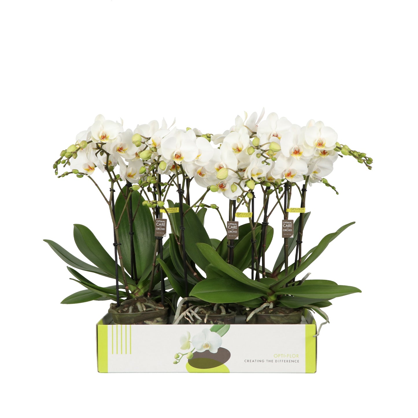 Phalaenopsis multiflora white 45cm 12cm Pot