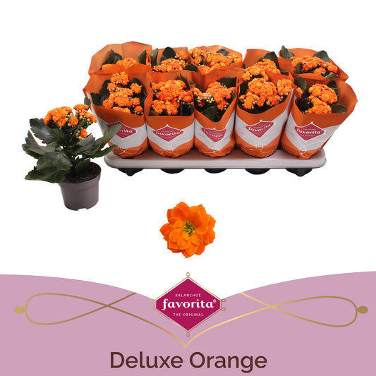 Kalanchoe Perfecta Orange 22cm 10.5cm Pot