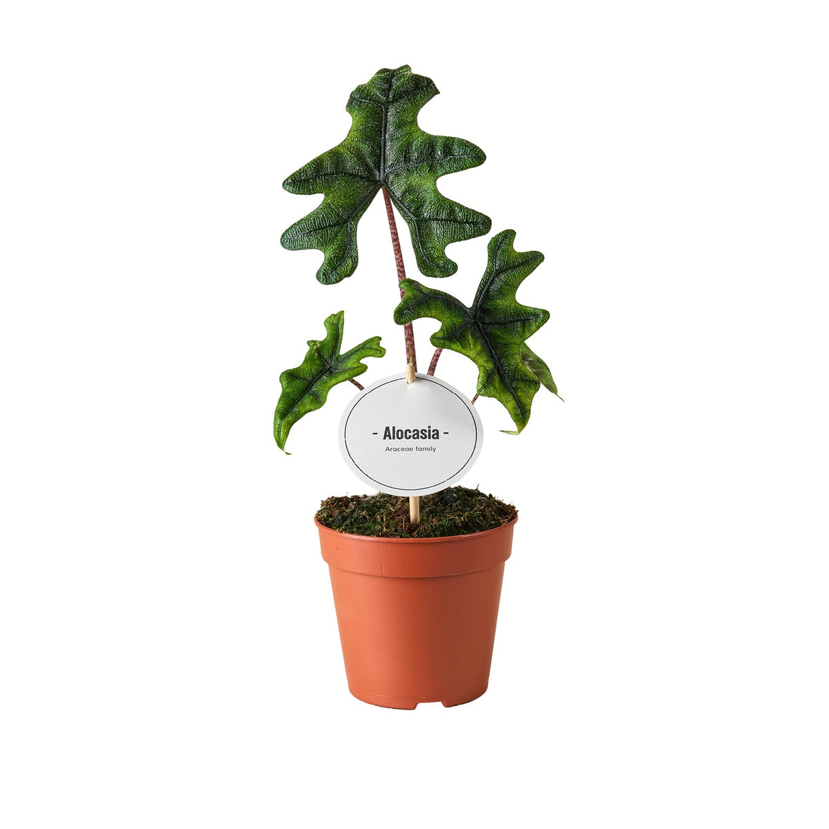 Alocasia amazonica 30cm 12cm Pot