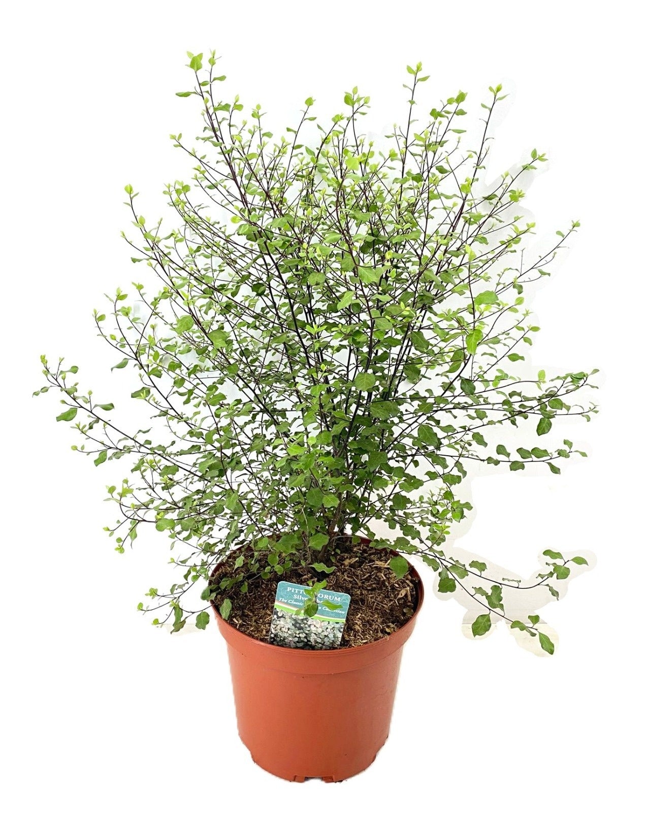 Tetrapanax papyrifer 'Rex' 65cm 24cm Pot