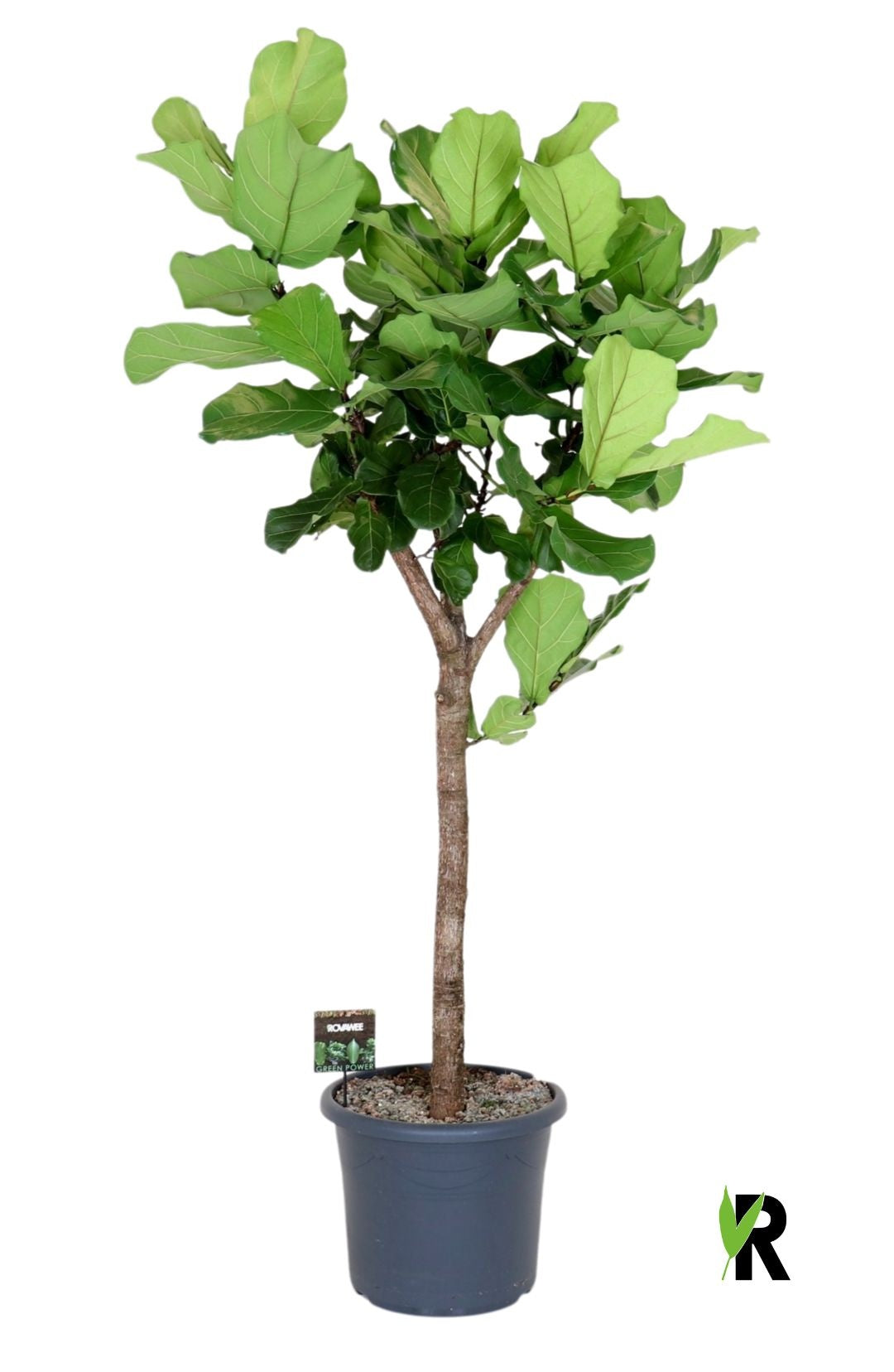 Rovawee BV Ficus lyrata Pack of 1