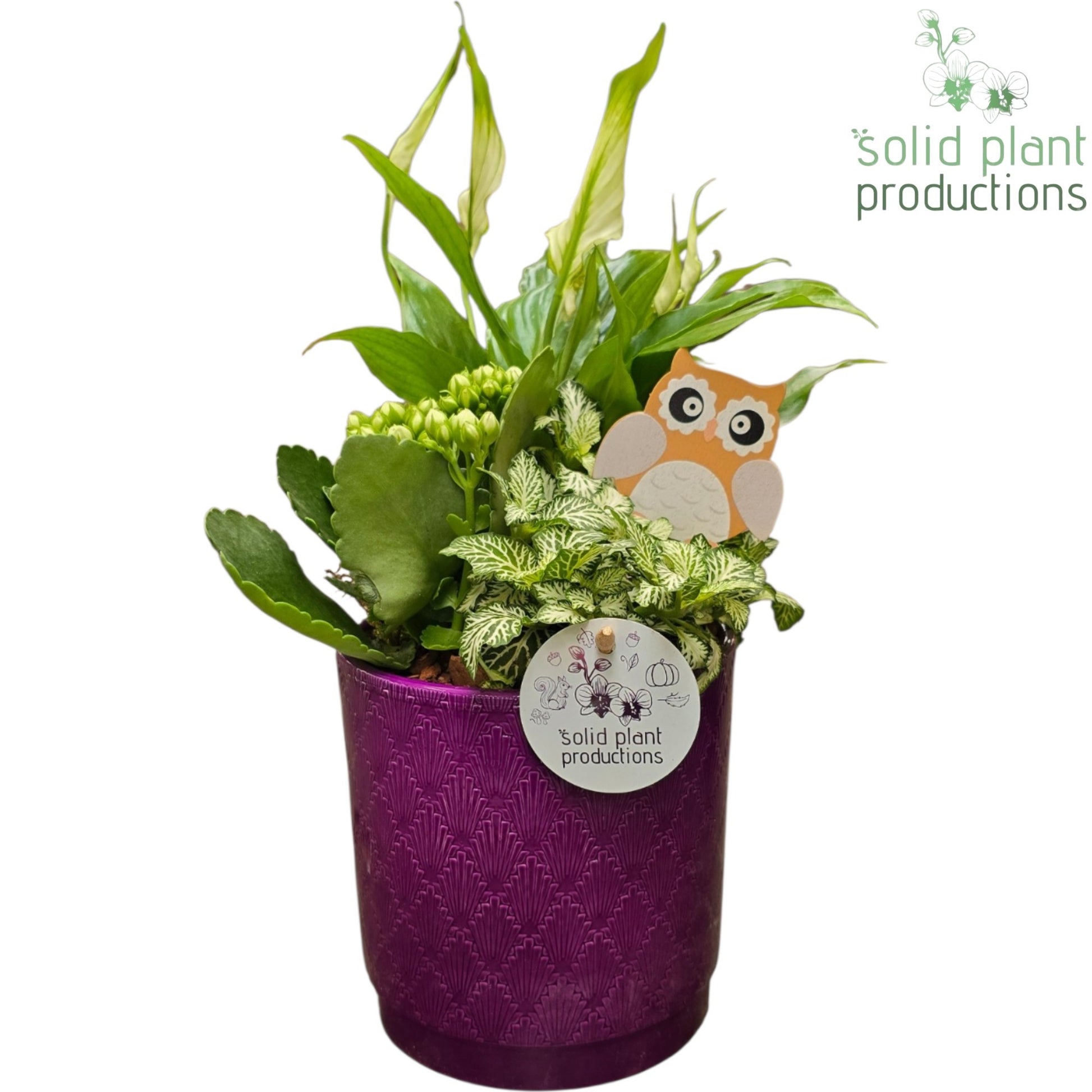 SP001 Amy Purple 40cm 13cm Pot