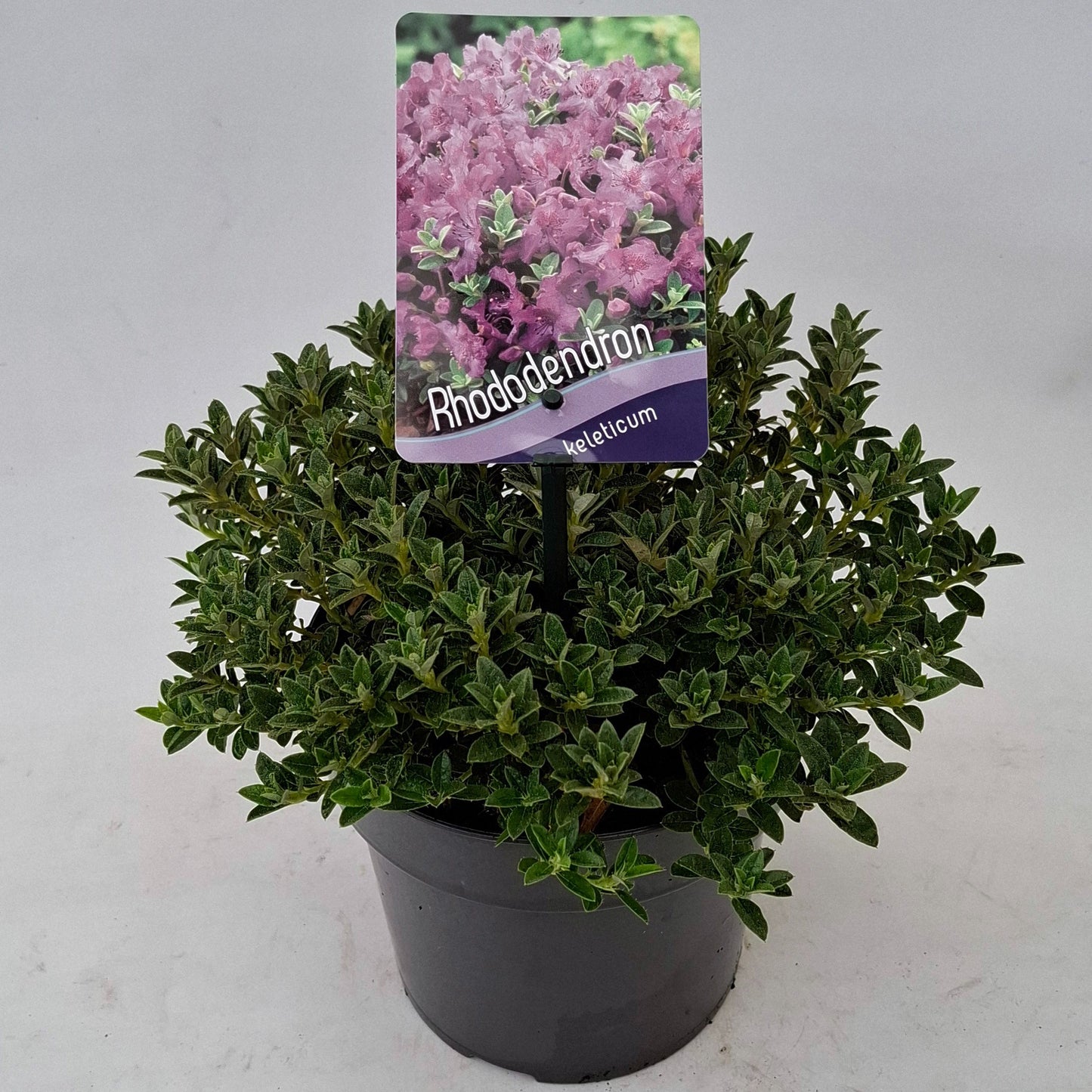 J.C.A.M. van Acht Rhododendron cal. subsp. keleticum Pack of 6