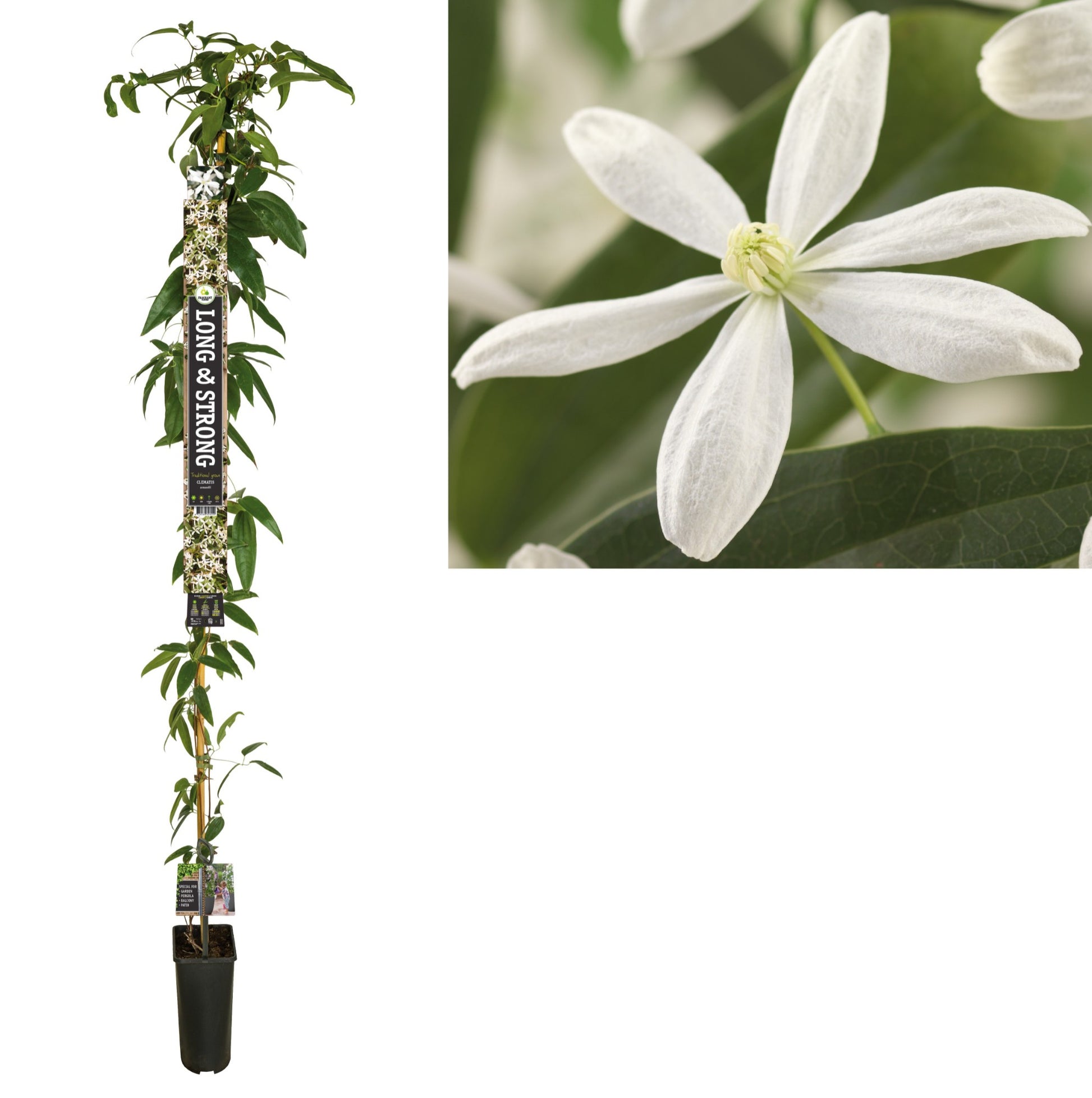 Clematis armandii 210cm 23cm Pot