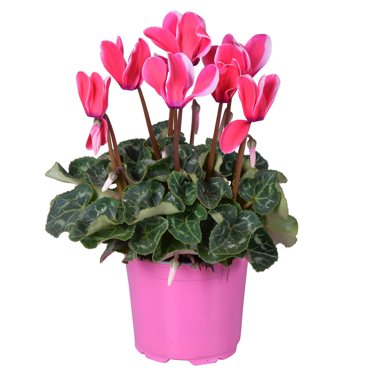 Cyclamen Allure Fuji 25cm 12cm Pot