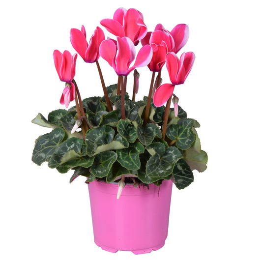 Cyclamen Allure Fuji 25cm 12cm Pot