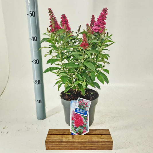 Buddleja Butterfly Candy Little Ruby 45cm 19cm Pot