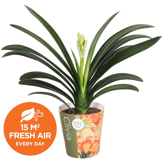 Clivia miniata 60cm 13cm Pot