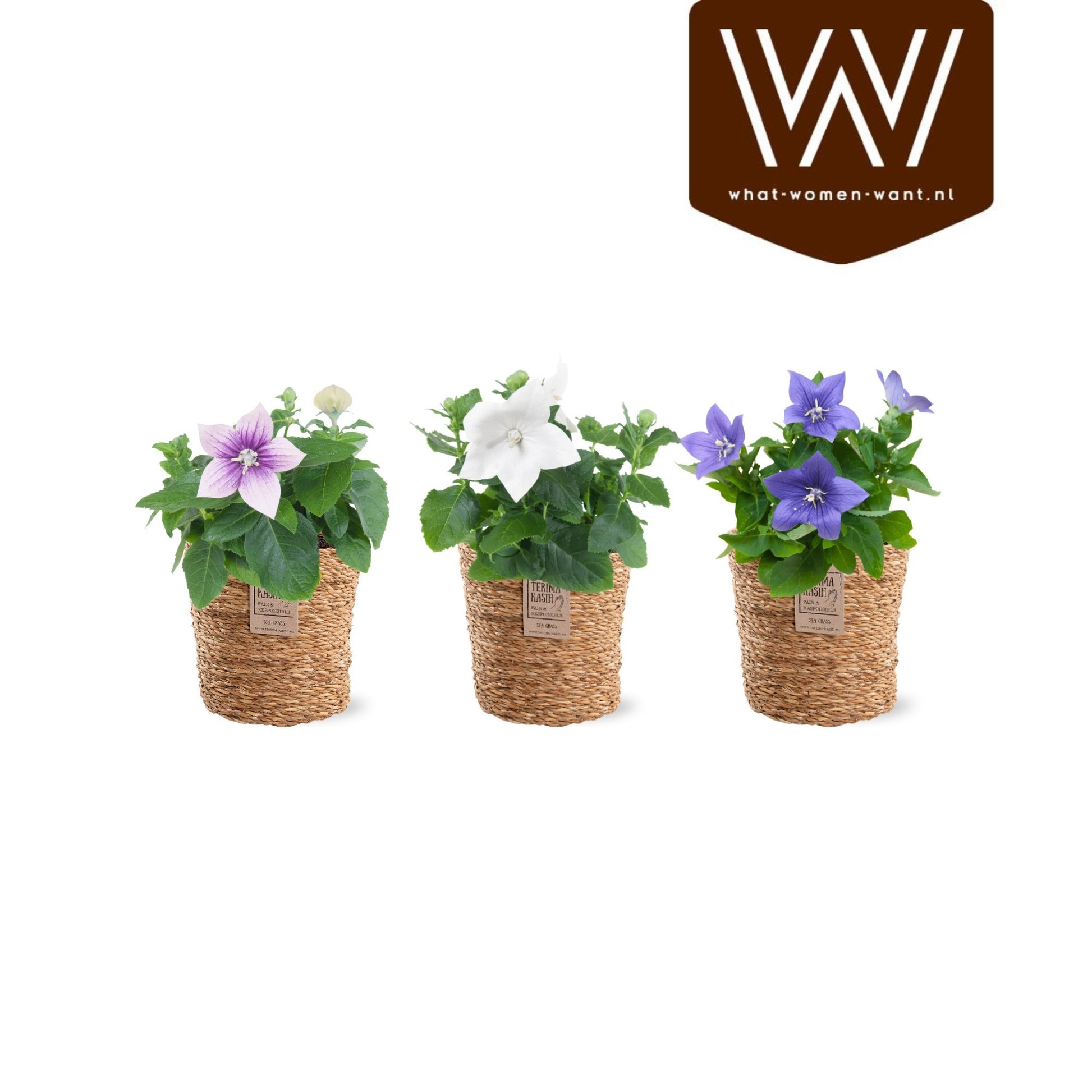 Adrichem Potplanten Platycodon mix Pack of 5