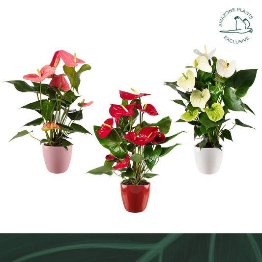 Anthurium mix in ceramic 52cm 14cm Pot