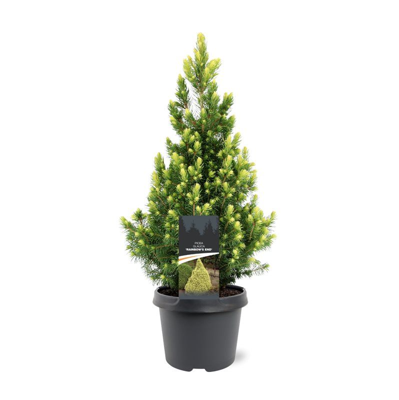 Picea glauca 35cm 19cm Pot