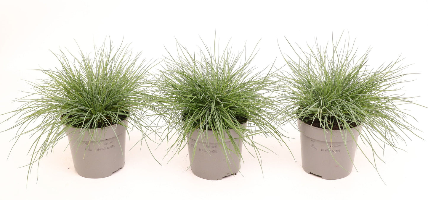 Festuca Elijah Blue 20cm 510cm Pot