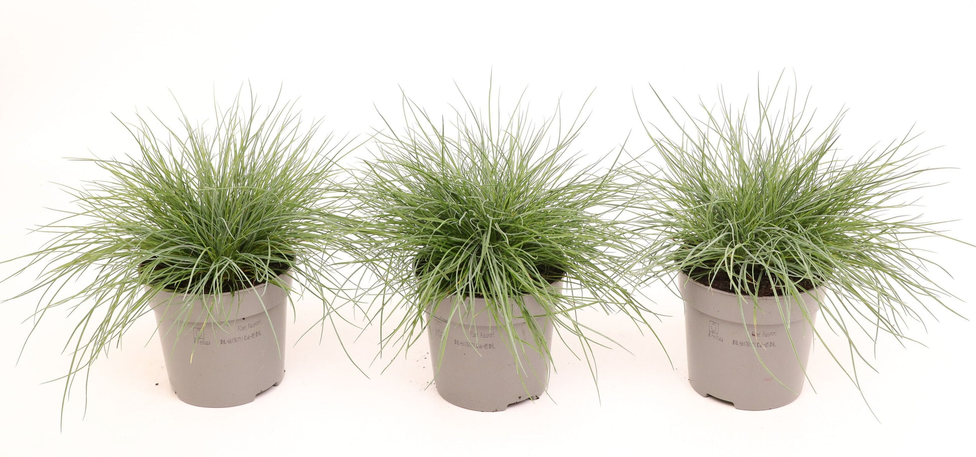 Festuca Elijah Blue 20cm 510cm Pot