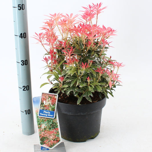 Pieris japonica Flaming Silver 45cm 23cm Pot