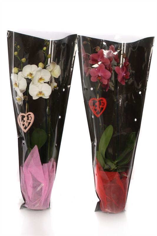 Phalaenopsis mix 55cm 12cm Pot