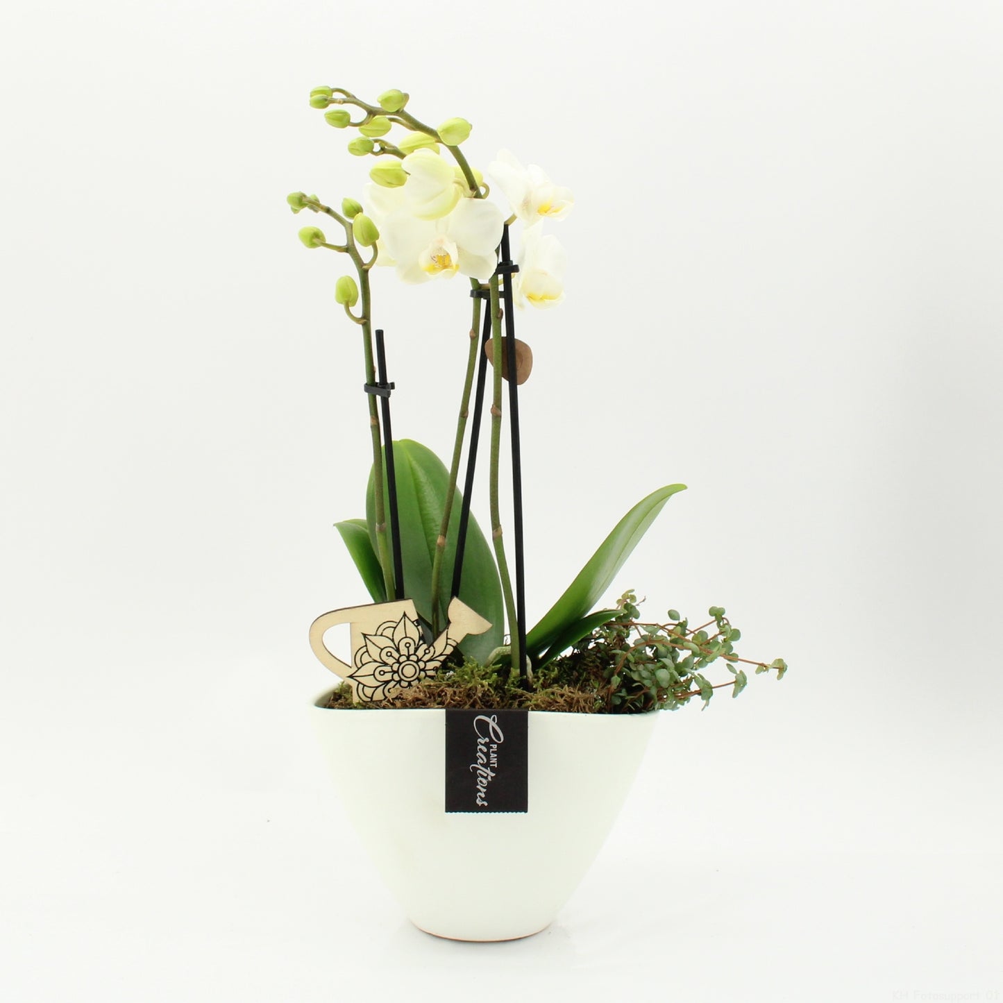 PHAL-2626W Phalaenopsis creatie 50cm 19cm Pot