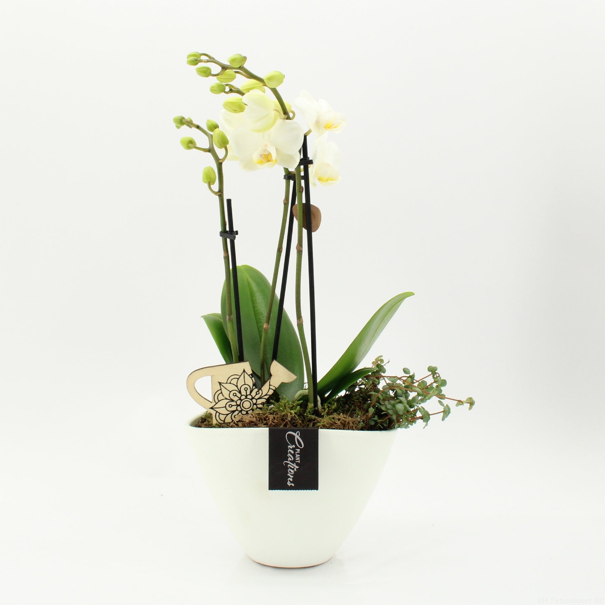 PHAL-2626W Phalaenopsis creatie 50cm 19cm Pot