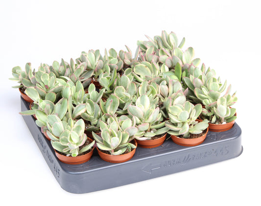 Crassula Moneymaker 8cm 505cm Pot