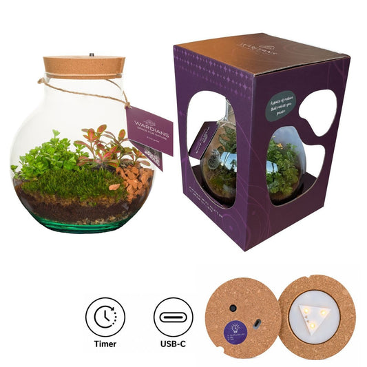 Wardians Terrarium - Venus in SHOWBOX (with rechargeable LED) 28cm 20cm Pot