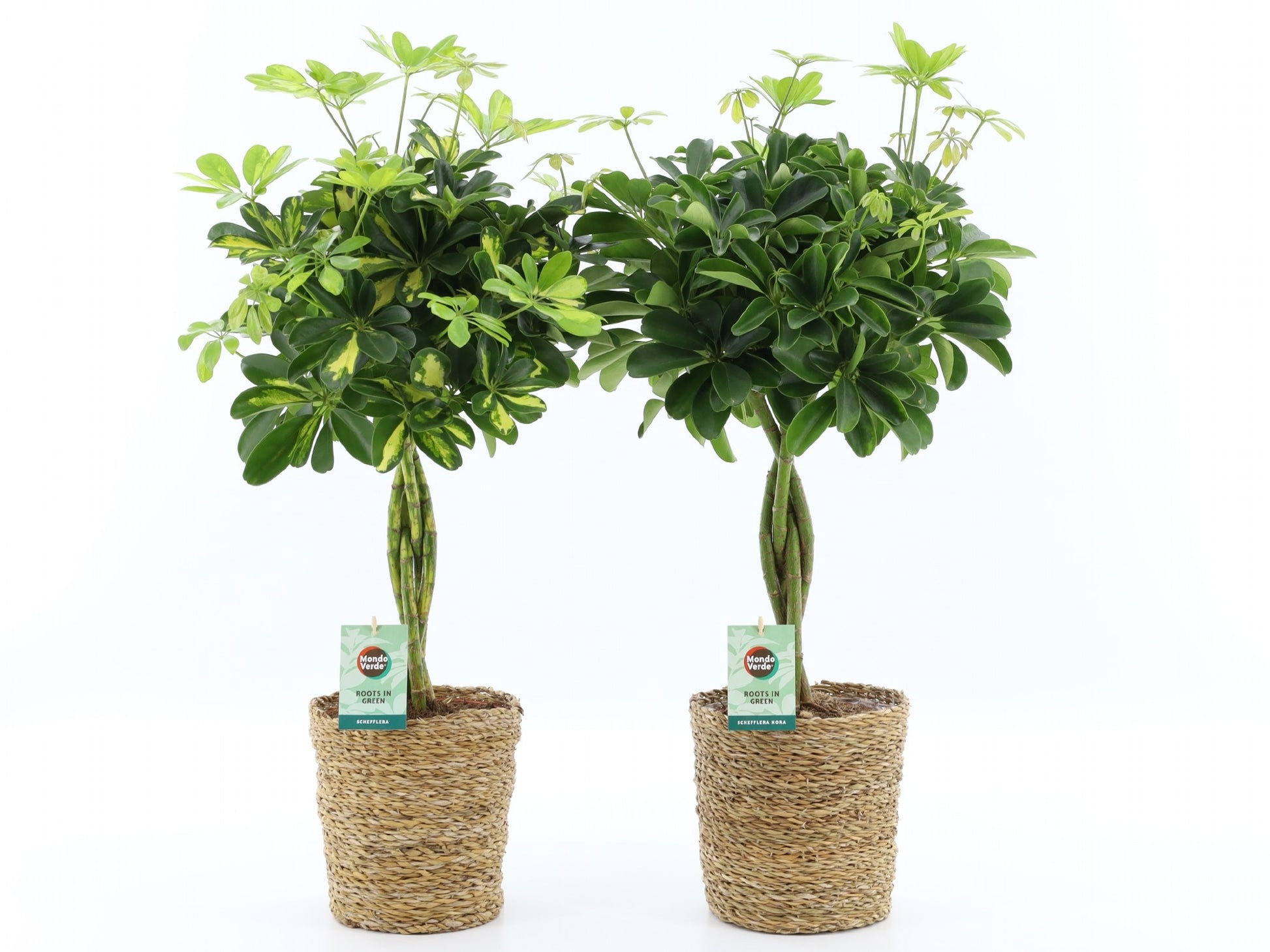 Schefflera arboricola gevlochten stam 75cm 21cm Pot