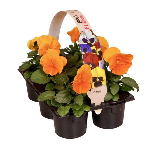 Viola Delta Pure Deep Orange 12cm 9cm Pot