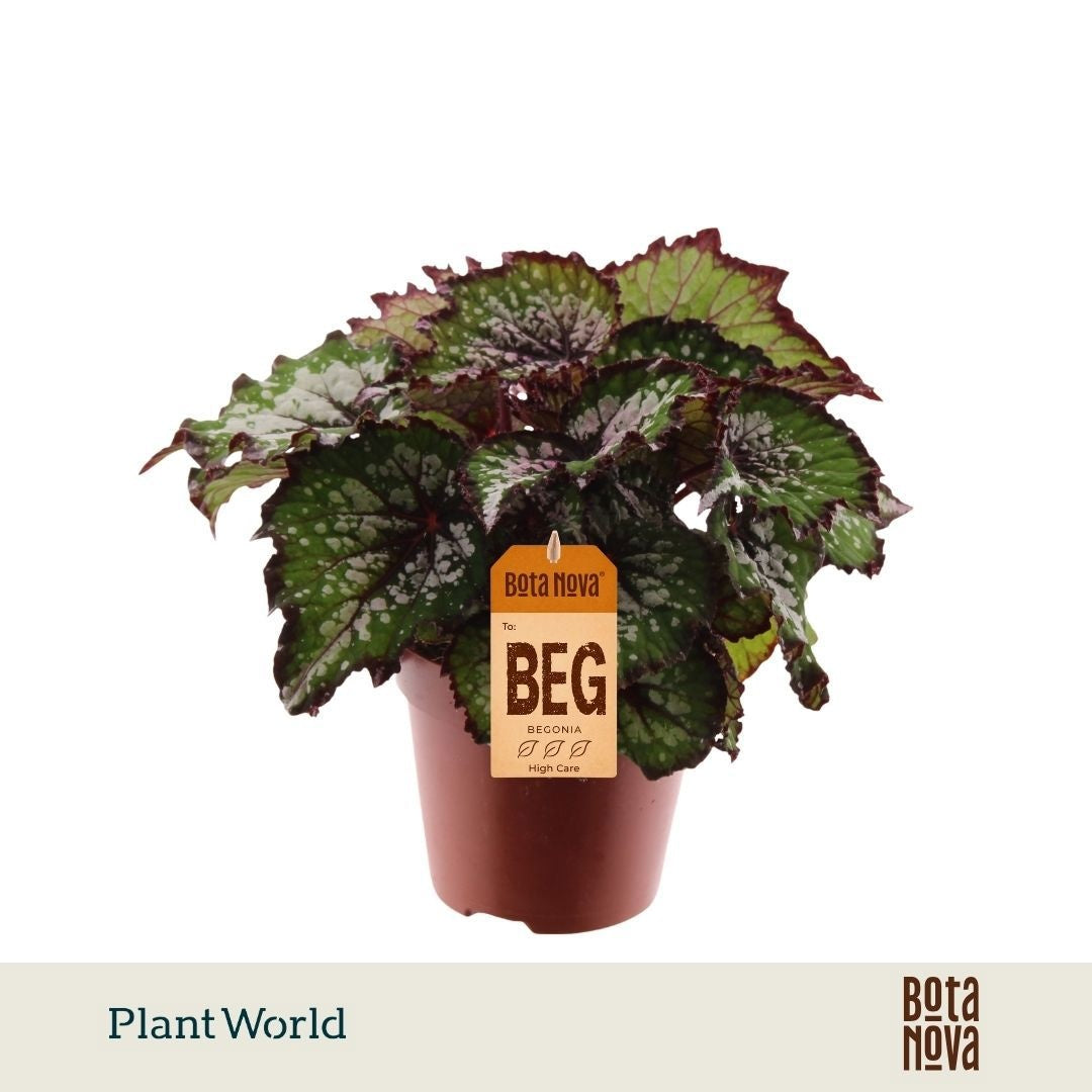 Begonia Magic Colours Bostella 25cm 12cm Pot