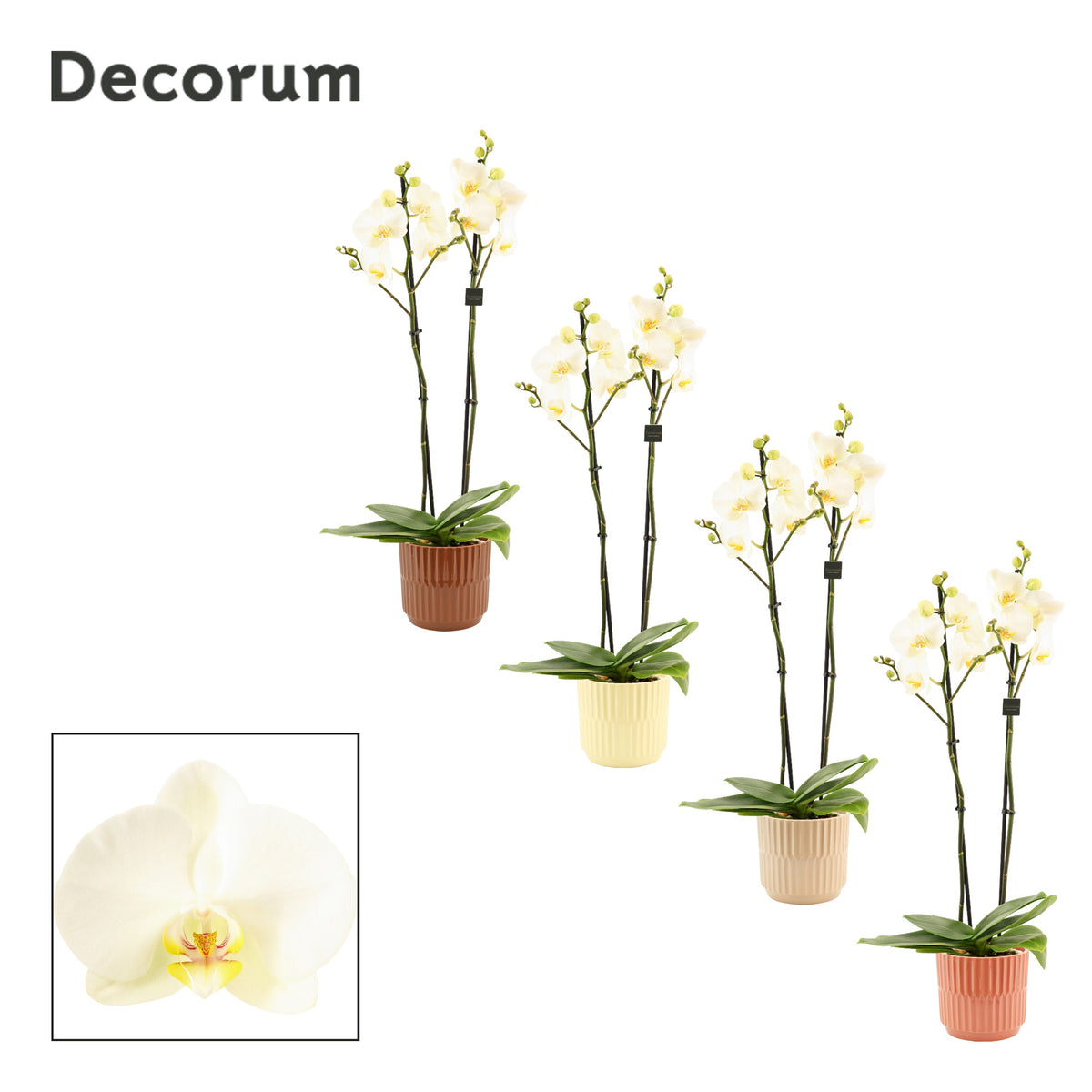 Phalaenopsis white 65cm 12cm Pot