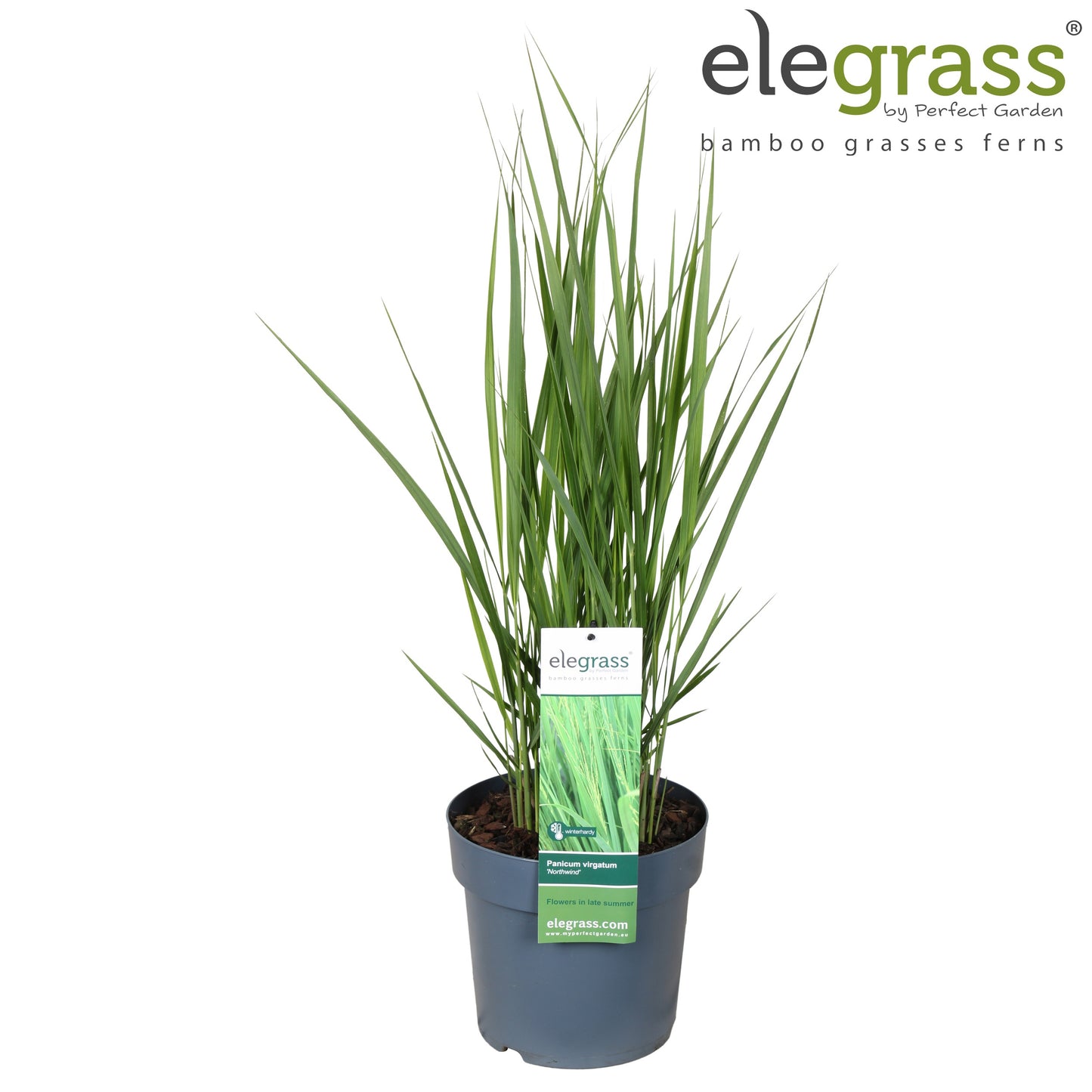 Panicum virgatum 50cm 23cm Pot