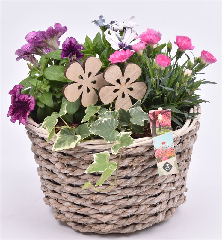 Outdoor arrangement 25cm Pot
