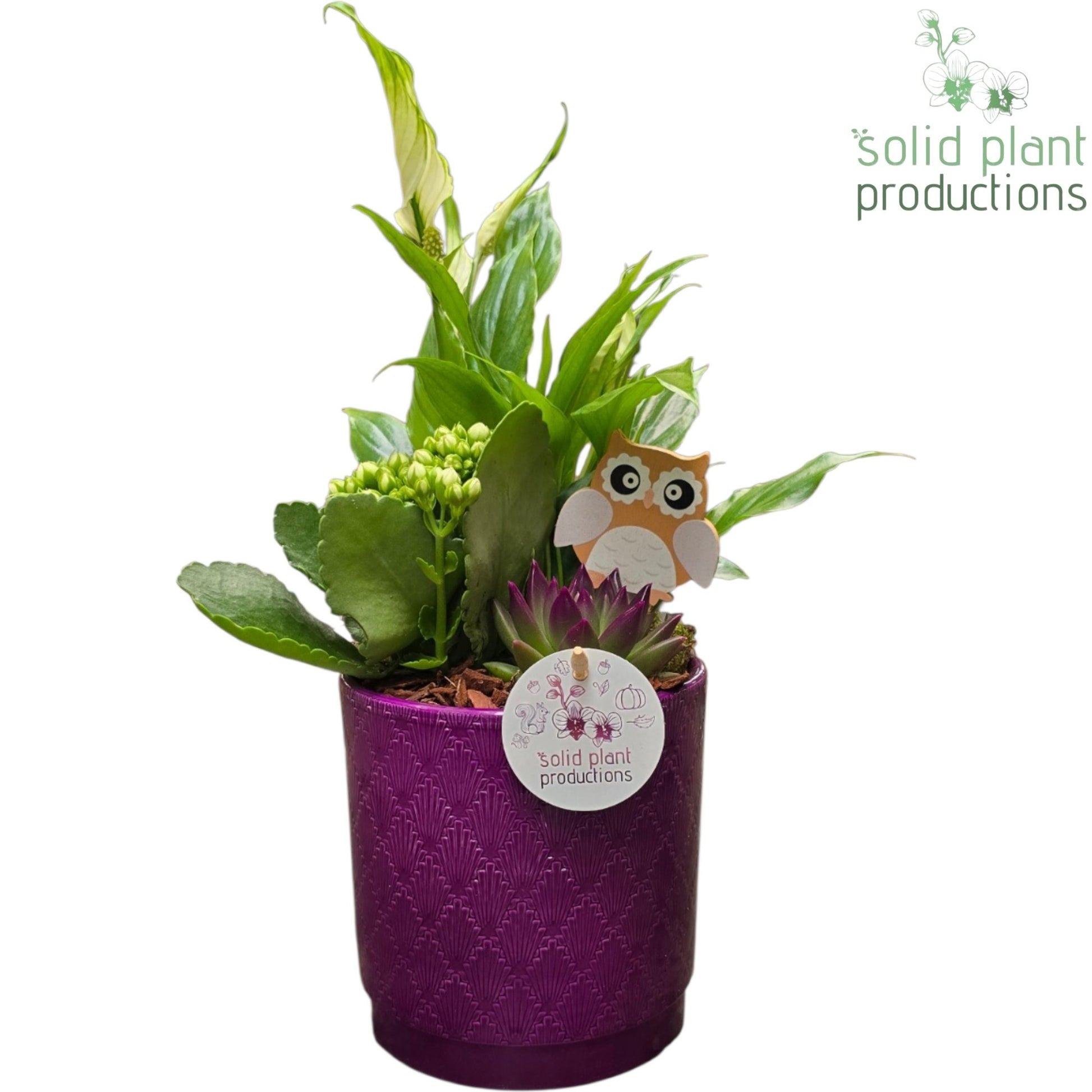 Solid Plant Productions SE001 Amy Purple Echeveria Pack of 6