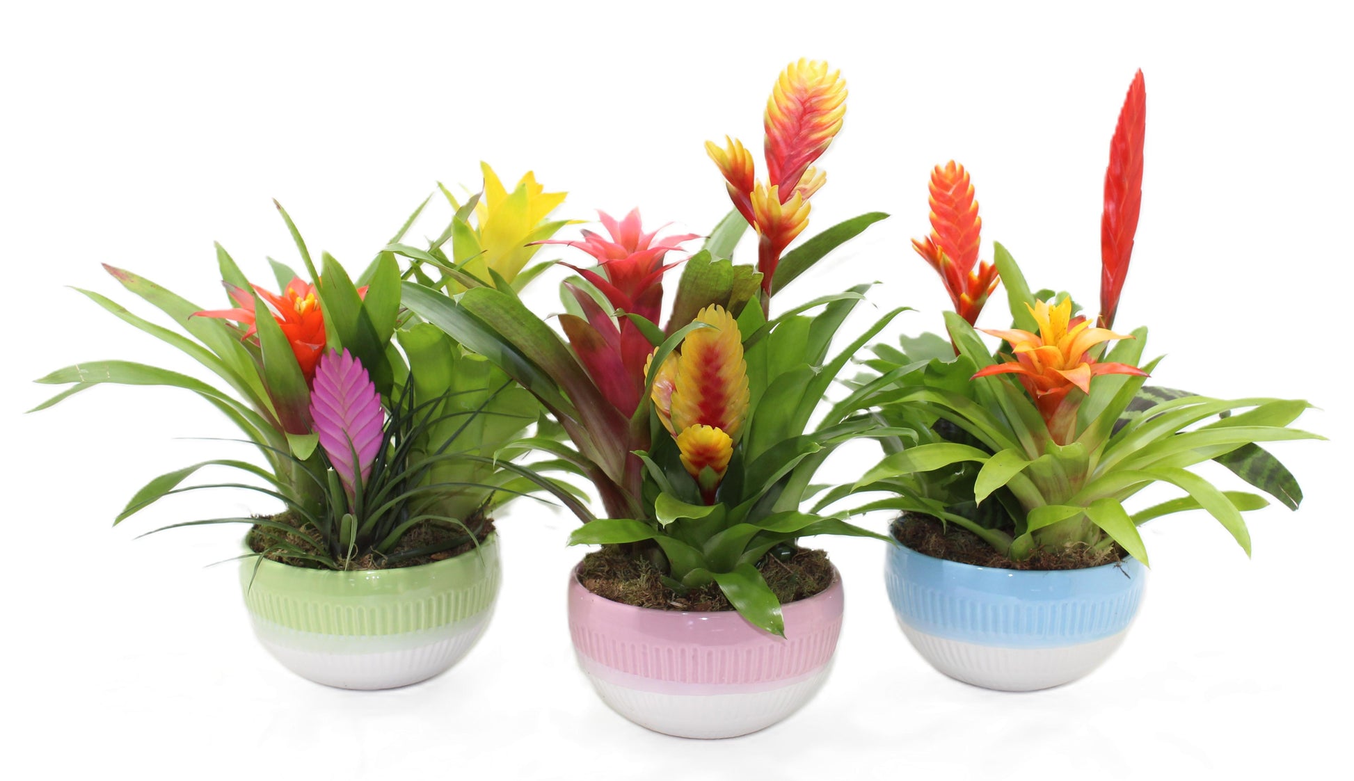 arr. Bromelia 50cm 20cm Pot