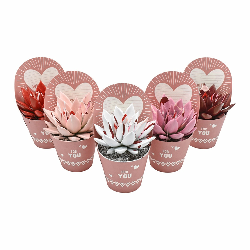 Miranda coloured splash love mix in potcover "For You" 11cm 8.5cm Pot
