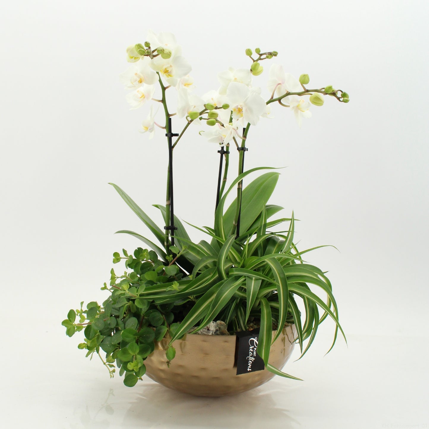 PHAL-2655 Phalaenopsis creatie 50cm 26cm Pot