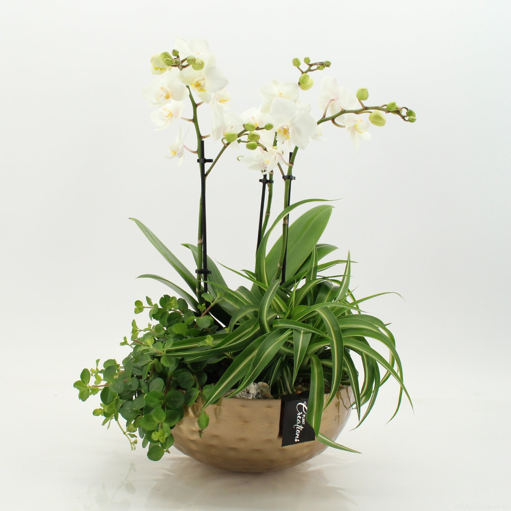 PHAL-2655 Phalaenopsis creatie 50cm 26cm Pot