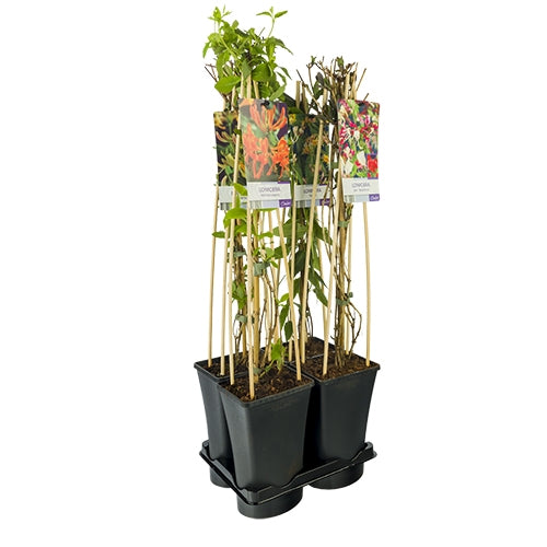 Lonicera mix 75cm 17cm Pot