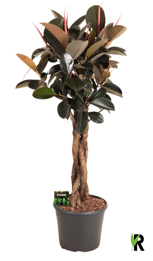 Ficus el. Burgundy 160cm 35cm Pot