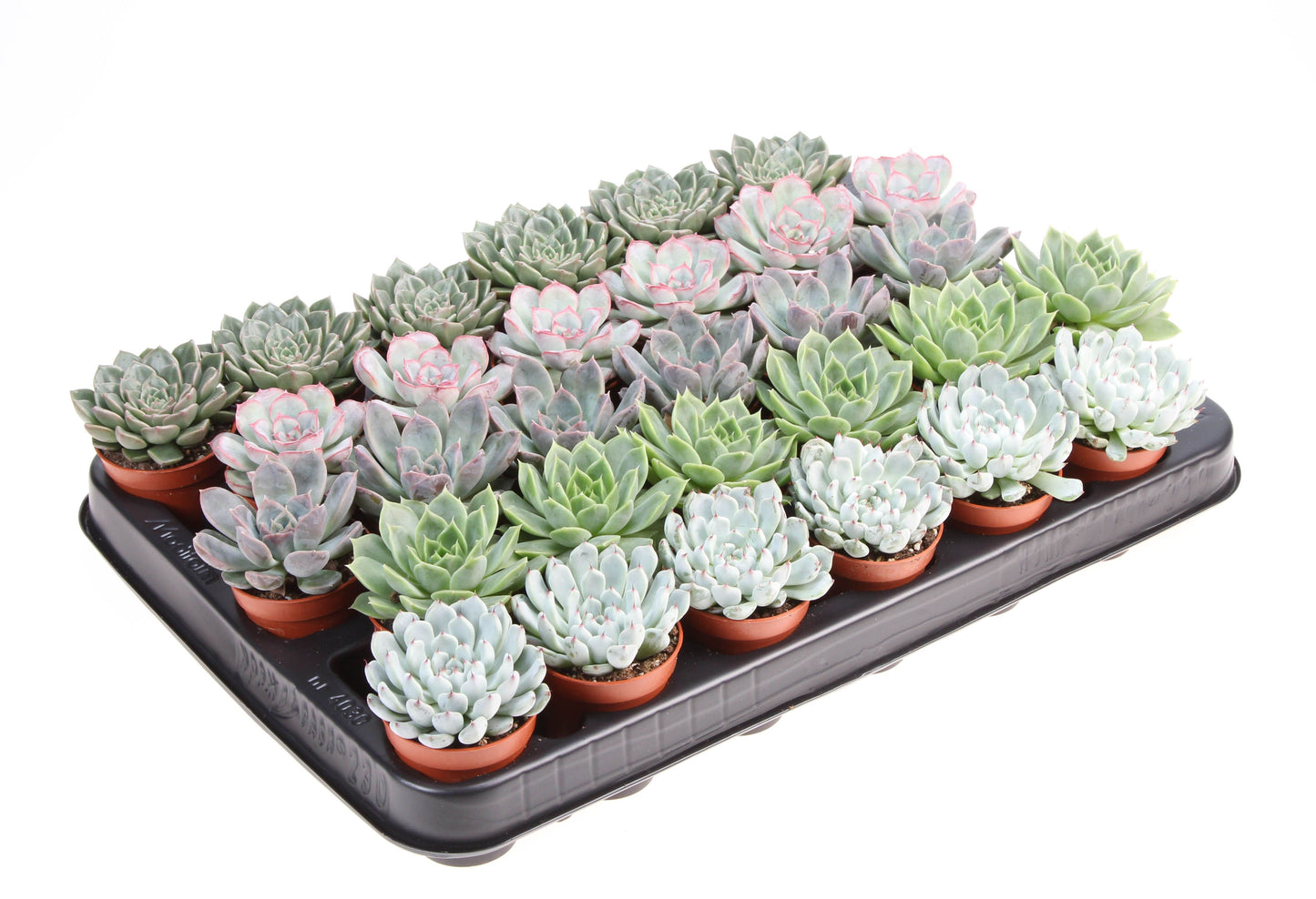 Euro Cactus Holland Bv Echeveria mix Pack of 30