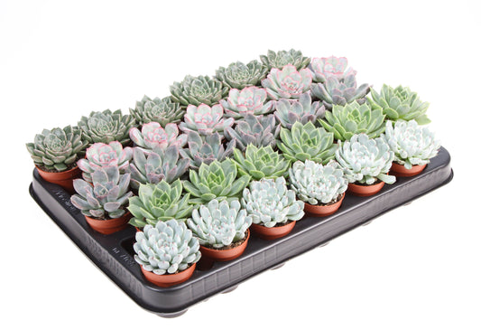 Euro Cactus Holland Bv Echeveria mix Pack of 30