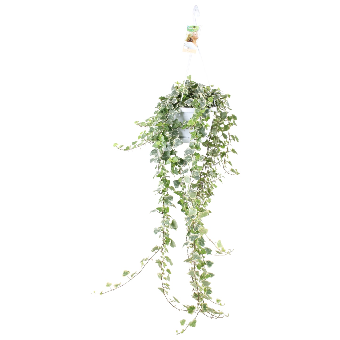 Hedera White Wonder 17cm Pot