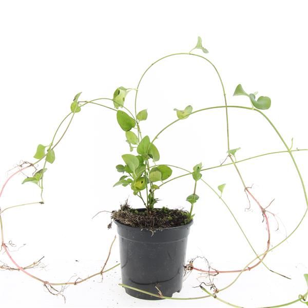 Vinca major 25cm 14cm Pot