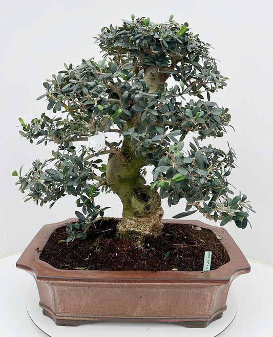 Olea europaea 65cm 48cm Pot