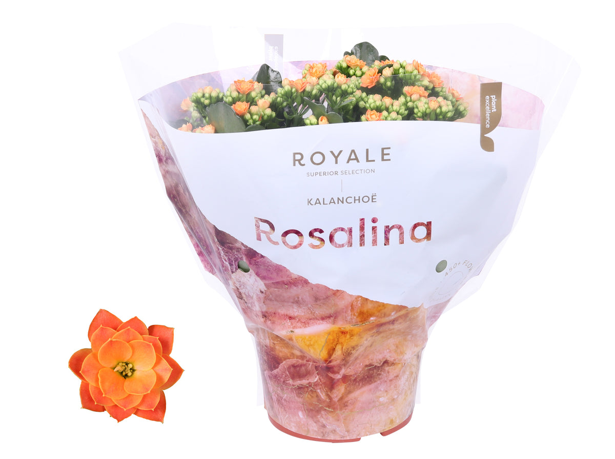 Kalanchoe Rosalina Don Pedro 27cm 15cm Pot