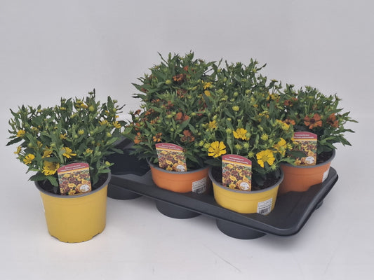 Helenium mix 35cm 17cm Pot