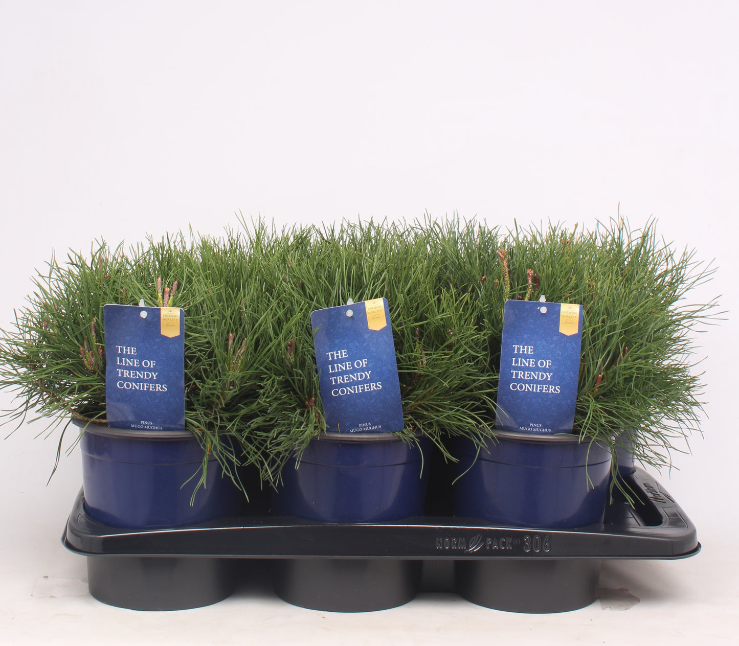 Pinus mugo Mughus 25cm 17cm Pot