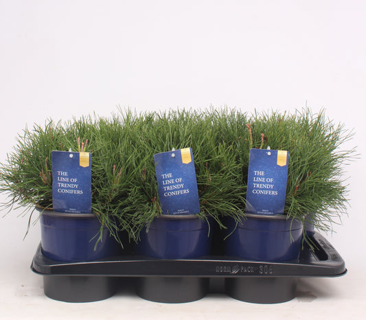 Pinus mugo Mughus 25cm 17cm Pot