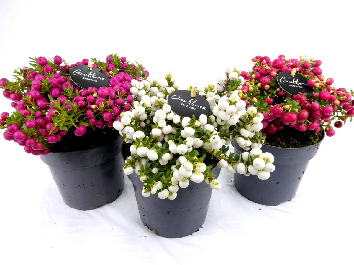 Gaultheria mucronata 20cm 14cm Pot