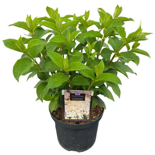 Hydrangea pan. Silver Dollar 55cm 23cm Pot