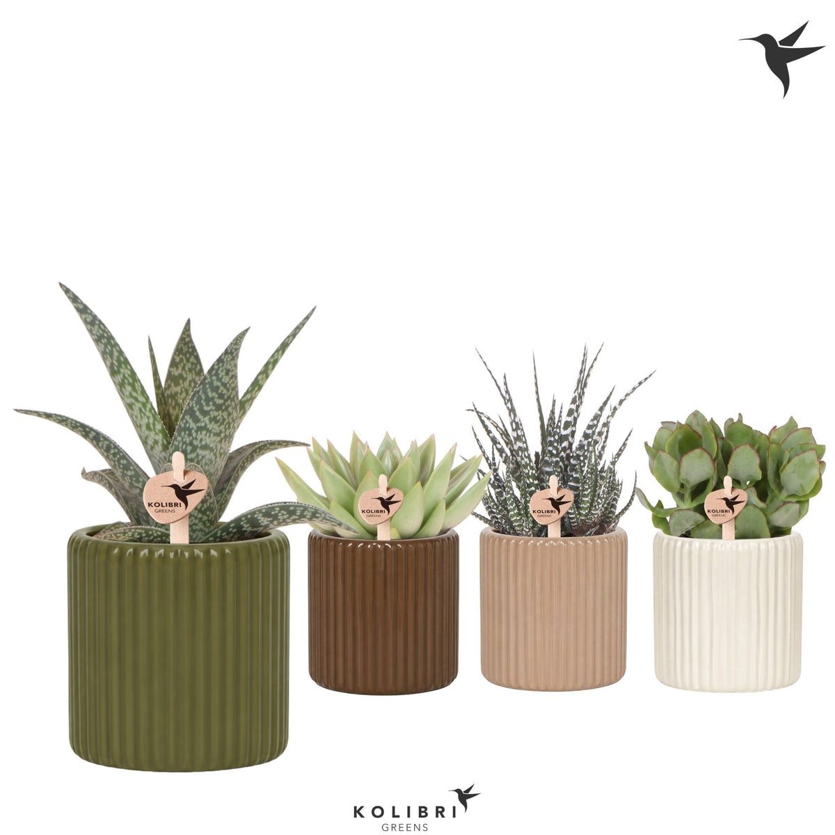 Succulent mix 22cm 9cm Pot